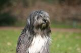TERRIER DU TIBET 404